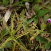 Drosera indica L.